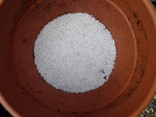 Stage 2 was a 1cm (0.4&quot;) layer of neat perlite as an extremely well drained bed for the rhizome to sit on.