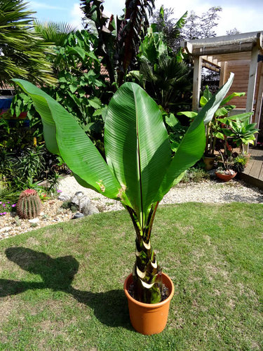Ensete potted  and ready to go to Lunar Module