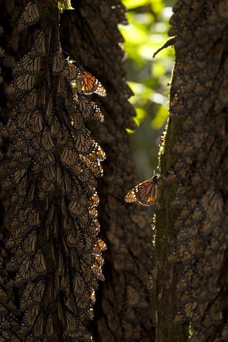 monarchbutterfliespb.jpg