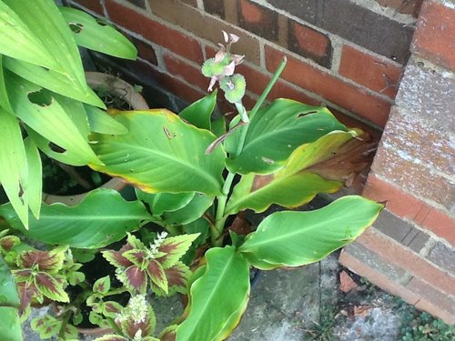 Unknown container canna