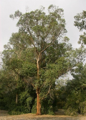 eucalyptus-robusta-tree.jpg